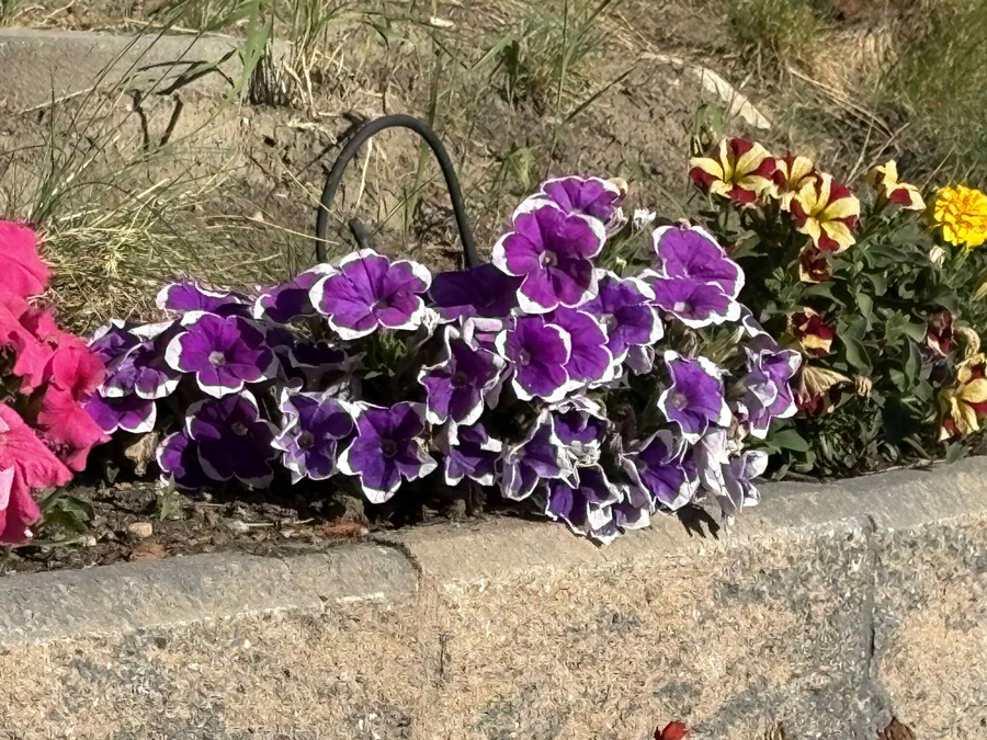 Landscape Design