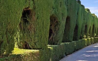 Ornamental Cedar Trees