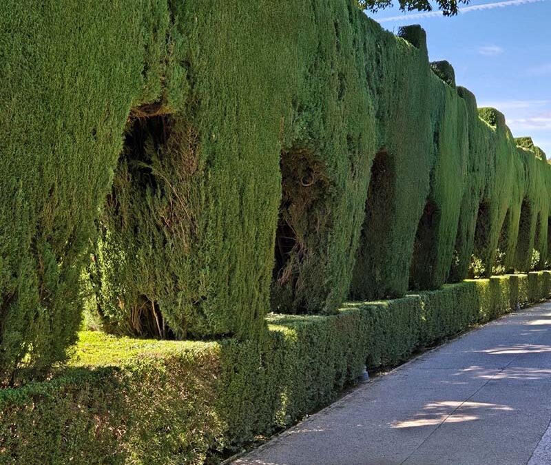 Ornamental Cedar Trees