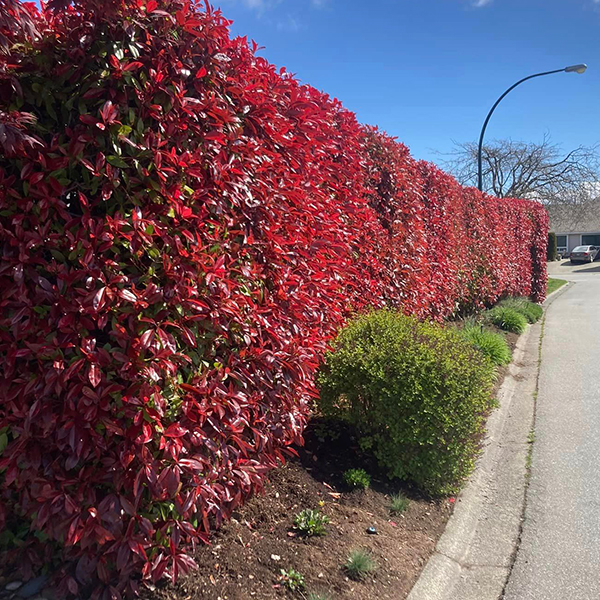 Anacortes-pruning Anacortes Pruning Shrubs